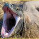 Animals That Will Easily Defeat Komodo Dragon! Animal Fights