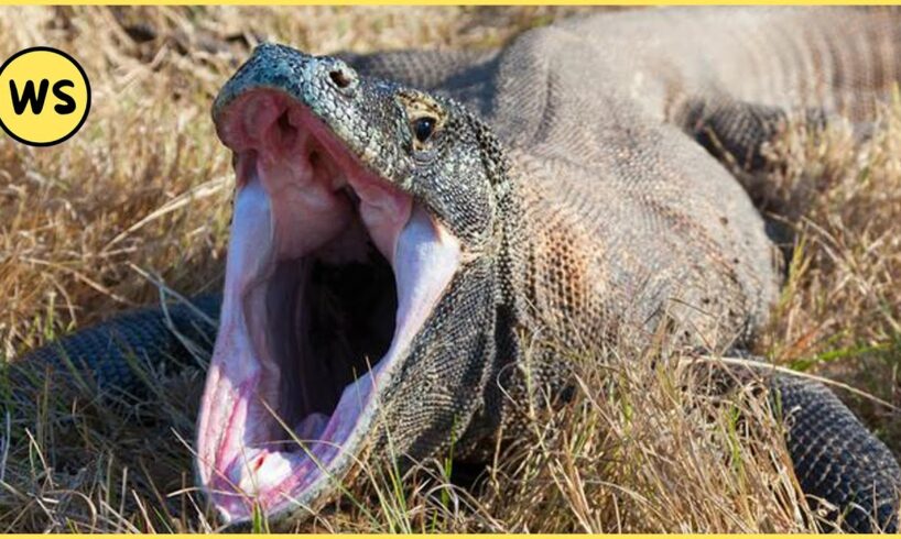 Animals That Will Easily Defeat Komodo Dragon! Animal Fights