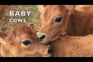 BABY COWS PLAYING LIKE SCHOOL KIDS: TALKING BABY COW COMPILATION #3