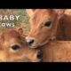 BABY COWS PLAYING LIKE SCHOOL KIDS: TALKING BABY COW COMPILATION #3