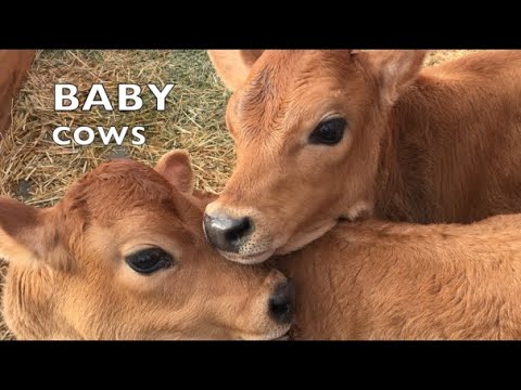 BABY COWS PLAYING LIKE SCHOOL KIDS: TALKING BABY COW COMPILATION #3