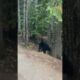 BEARS COMES ON THE ROAD 😱 #shorts #bear #animals #youtubeshorts