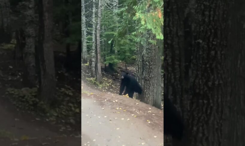 BEARS COMES ON THE ROAD 😱 #shorts #bear #animals #youtubeshorts