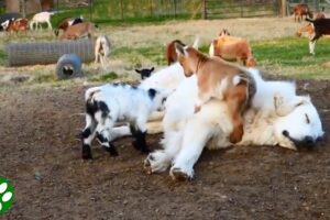 Baby Goats Jumping On Sleeping Great Pyrenees