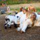 Baby Goats Jumping On Sleeping Great Pyrenees