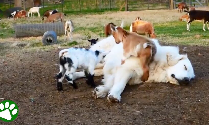 Baby Goats Jumping On Sleeping Great Pyrenees