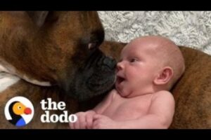 Baby Takes His First Steps Straight To His Dog | The Dodo