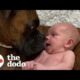 Baby Takes His First Steps Straight To His Dog | The Dodo