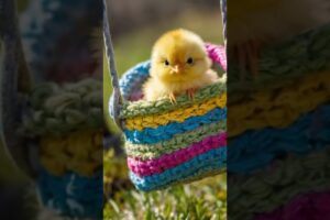 Baby chick is playing-cute baby chicken sound-chick video #cuteanimals #birds #animals #shorts