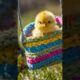 Baby chick is playing-cute baby chicken sound-chick video #cuteanimals #birds #animals #shorts