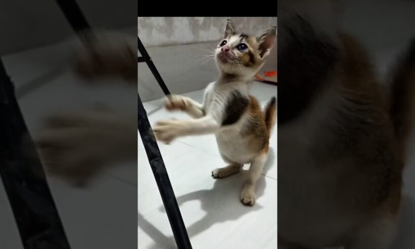 Beautiful Funny Animals Cat #funny #cat #kitten #play