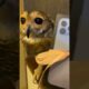 Bibib’s buy me a new Iphone‼️ #animals #funnyvideo #funny #pets #cute #funnyanimal #cuteanimals