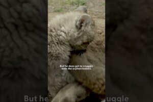 Blind Cougar Loves Life With His Mom | The Dodo