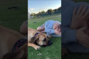 Boerboel’s Love to Play #shortsfeed #boerboel #trendingvideo