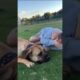 Boerboel’s Love to Play #shortsfeed #boerboel #trendingvideo