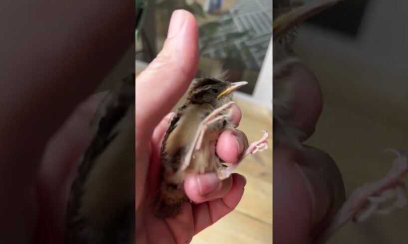 Brave Girl Rescues Stuck Baby Bird  #birds  #animals #pets