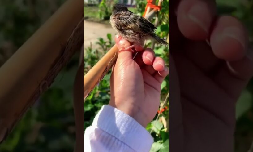 Brave Girl Rescues abandoned Baby Bird  #birds  #animals #pets