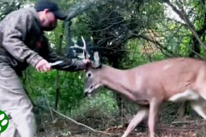 Brave rescue of stuck buck