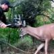 Brave rescue of stuck buck