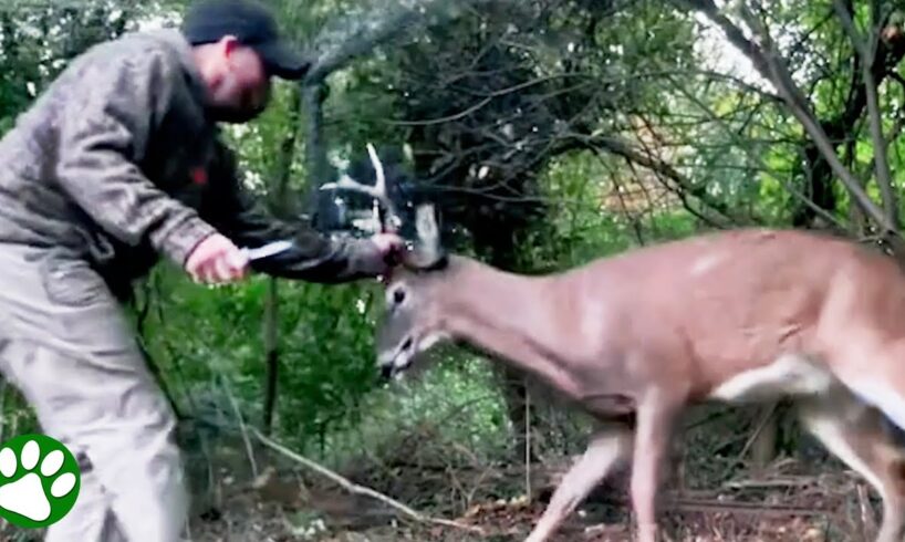 Brave rescue of stuck buck