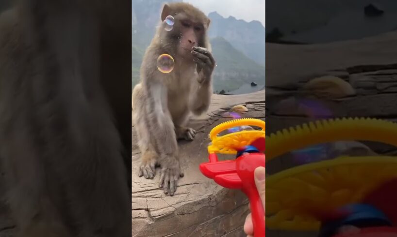 Brother monkey playing with bubbles