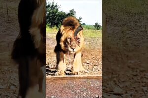 Buffalo Fights Back:🔥 Epic Showdown as Lion Faces Brutal Attack