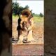 Buffalo Fights Back:🔥 Epic Showdown as Lion Faces Brutal Attack