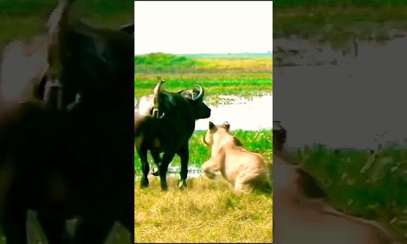 Buffalo vs Lion Ambush: Shocking Wild Encounter