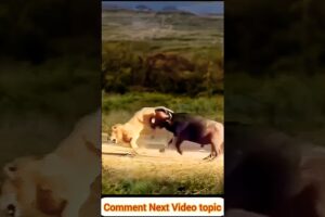 Buffalo vs Lion: Incredible Showdown Ends with Lion Running for Its Life