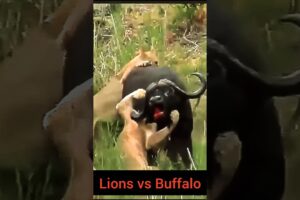 "Buffalo's Epic Rescue: Brave Herd Fights Off Lions to Save Their Friend!"