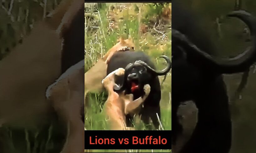 "Buffalo's Epic Rescue: Brave Herd Fights Off Lions to Save Their Friend!"