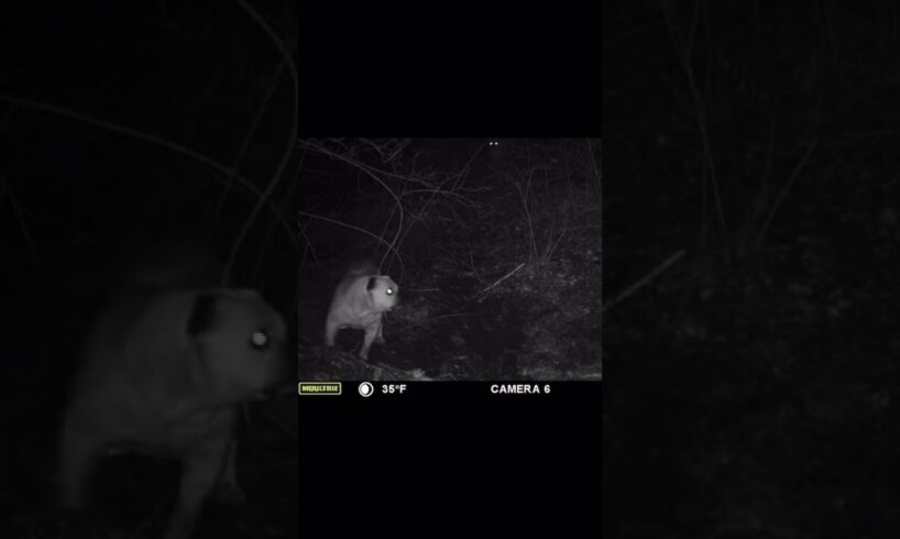 Bulldog vs mountain lion ￼#trailcamera #lionvsdog