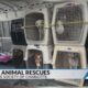 CLT Humane Society assists WNC animal rescues