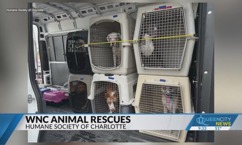 CLT Humane Society assists WNC animal rescues