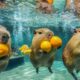 CUTE BABY ANIMALS Play in water 4K🌊💧:🎧 Soothing NOISE & PIANO melodies - Soothing WATER sounds🌿