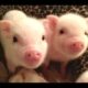 CUTE BABY PIGS COMPILATION 2018 #2 | Just Animal Videos