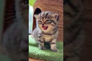 CUTEST KITTEN EVER SPEAKS FOR THE FIRST TIME! (2024) | @petcollective @luluthecat0406 @Sonyakisa8