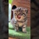 CUTEST KITTEN EVER SPEAKS FOR THE FIRST TIME! (2024) | @petcollective @luluthecat0406 @Sonyakisa8