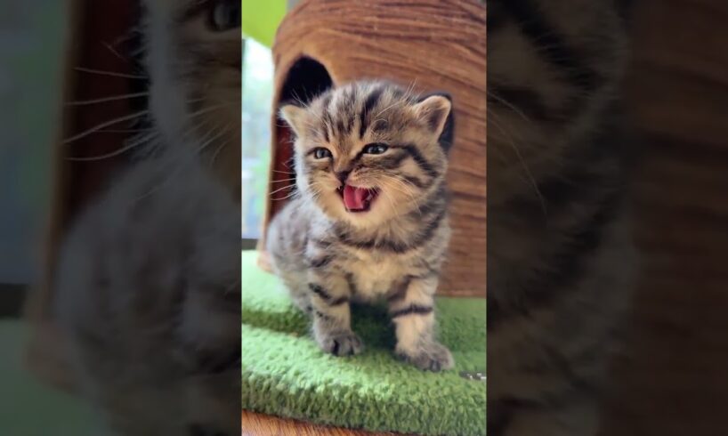 CUTEST KITTEN EVER SPEAKS FOR THE FIRST TIME! (2024) | @petcollective @luluthecat0406 @Sonyakisa8