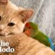 Cat Is Obsessed With His Tiny Love Bird | The Dodo Odd Couples