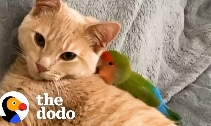 Cat Is Obsessed With His Tiny Love Bird | The Dodo Odd Couples