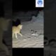 Cat 🐈 vs rattlesnake 😱😱 | 💥💥 Wonderful Animal Kingdom 130 💥💥 #short #animals #shorts