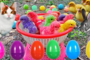 Catch Cute Chickens, Colorful Chickens, Rainbow Chicken, Rabbits, Cute Cats,Ducks,Animals Cute #64