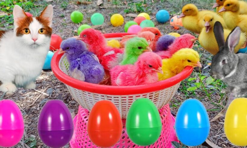 Catch Cute Chickens, Colorful Chickens, Rainbow Chicken, Rabbits, Cute Cats,Ducks,Animals Cute #64