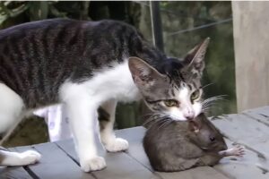 Cats VS Rats: The FUNNIEST Animal Fights!