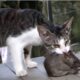 Cats VS Rats: The FUNNIEST Animal Fights!