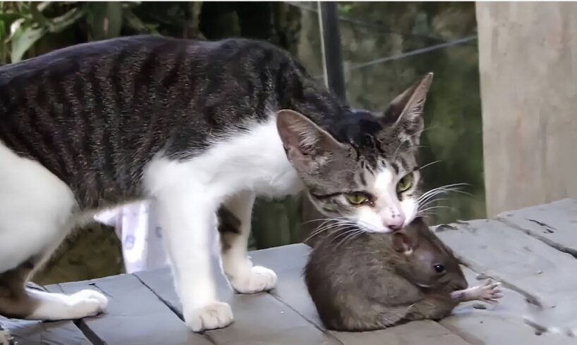 Cats VS Rats: The FUNNIEST Animal Fights!