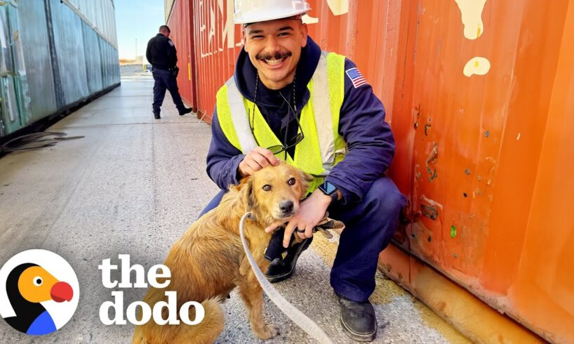 Coast Guards Rescue Dog Trapped In Shipping Container | The Dodo