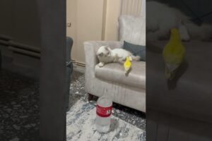 Çok iyi anlaşan kedi ve kuşum 🥰 #cat #birds #parrot #animals #funny #shortvideo #viralvideo #fyp