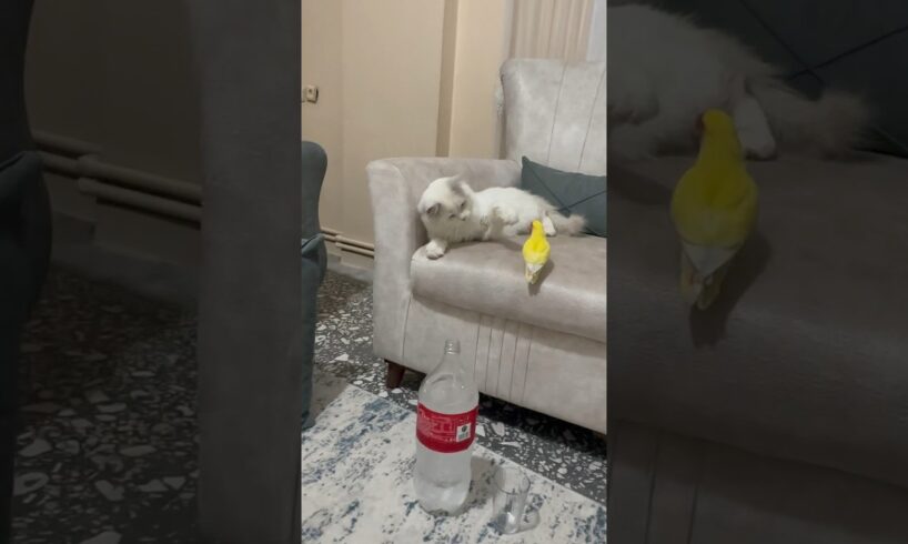 Çok iyi anlaşan kedi ve kuşum 🥰 #cat #birds #parrot #animals #funny #shortvideo #viralvideo #fyp